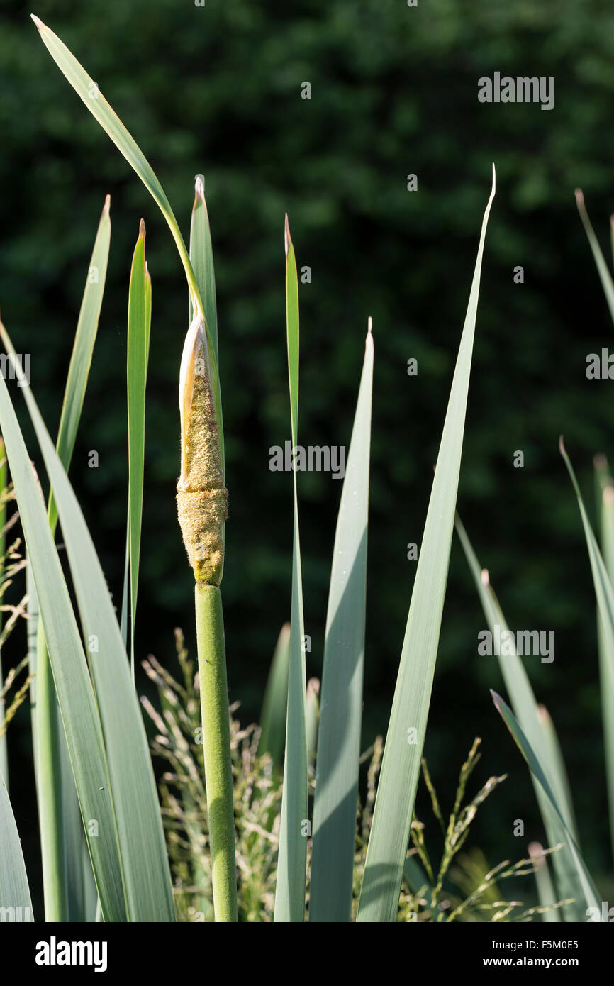 Le jonc, queue de chat, Breitblättriger Rohrkolben, blühend mit le pollen, Typha latifolia, massette à feuilles larges Banque D'Images