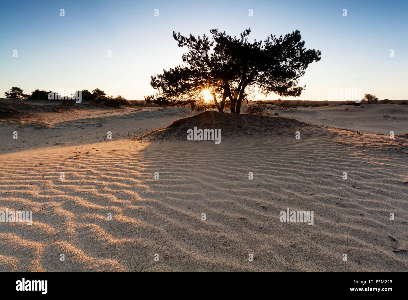Le lever du soleil sur les dunes de sable avec la texture de l'onde et de pins Banque D'Images