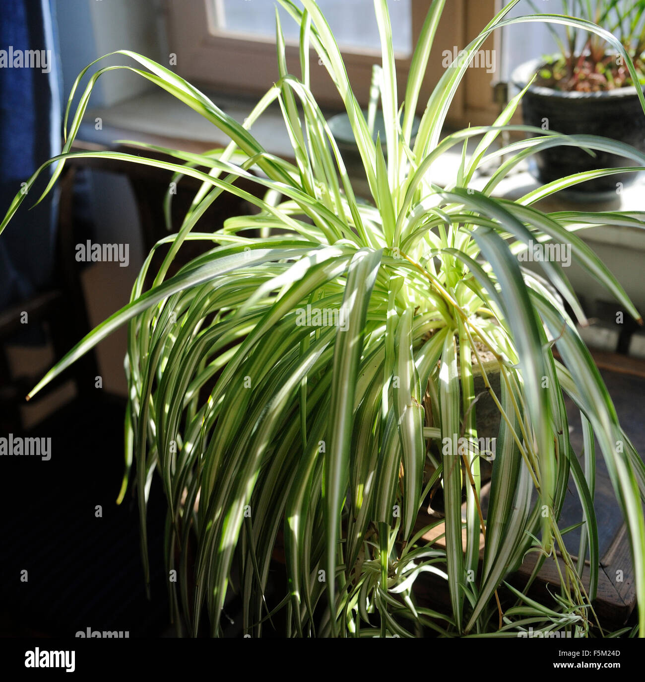 Chlorophytum comosum, Plante araignée. Banque D'Images