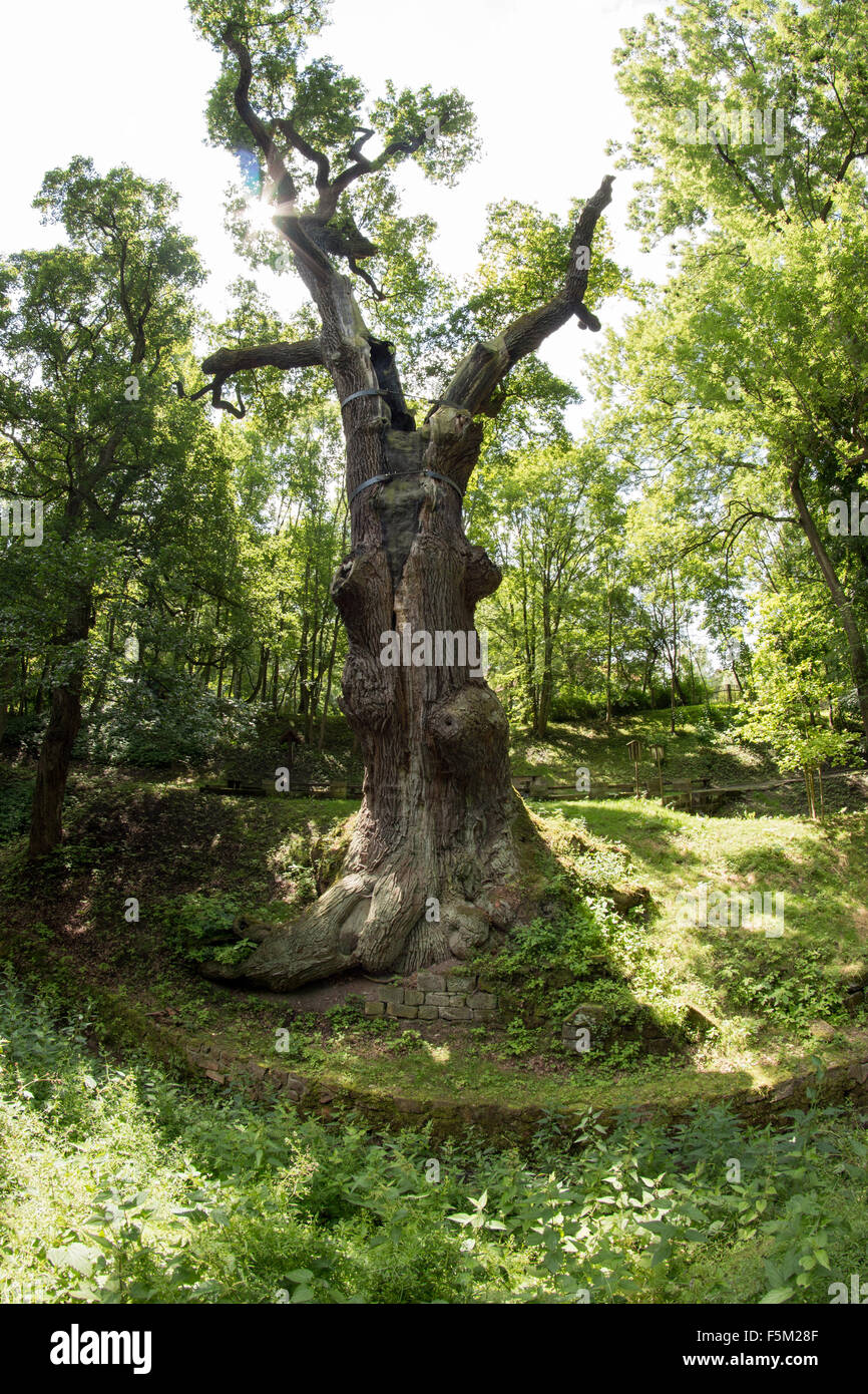 Arbre de chêne mémorable - chêne de 800 ans Banque D'Images