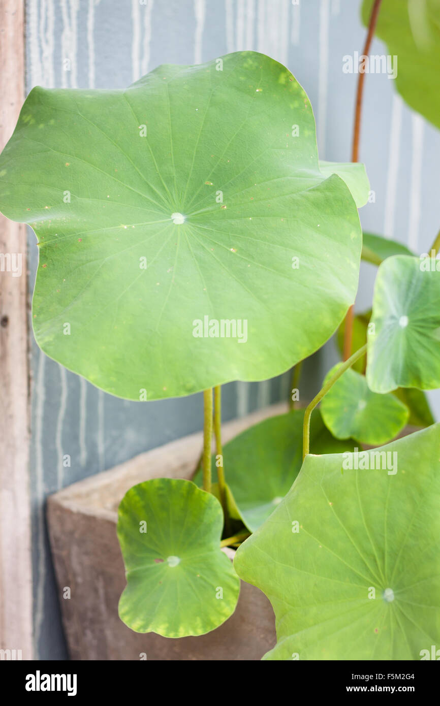 Les feuilles de Lotus dans le jardin d'accueil, stock photo Banque D'Images