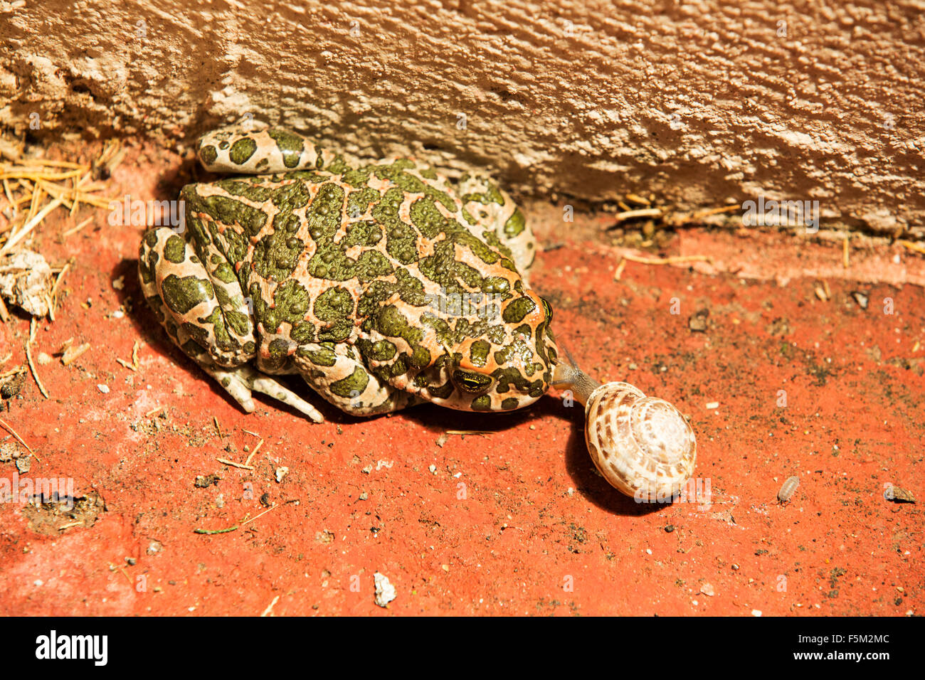 Un Crapaud vert (Bufo viridis à Skala Eresou, sur Lesbos, Grèce, avec l'approche d'un escargot. Banque D'Images