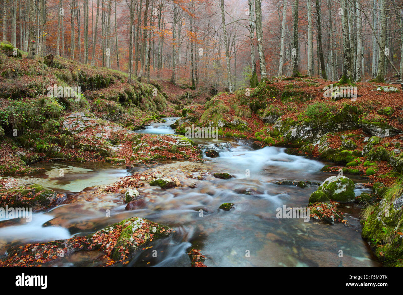 Foret D Automne Avec Une Riviere De Montagne Avec Cascades Et Ruisseau En Y Tombant Dans Les Alpes Italiennes Photo Stock Alamy