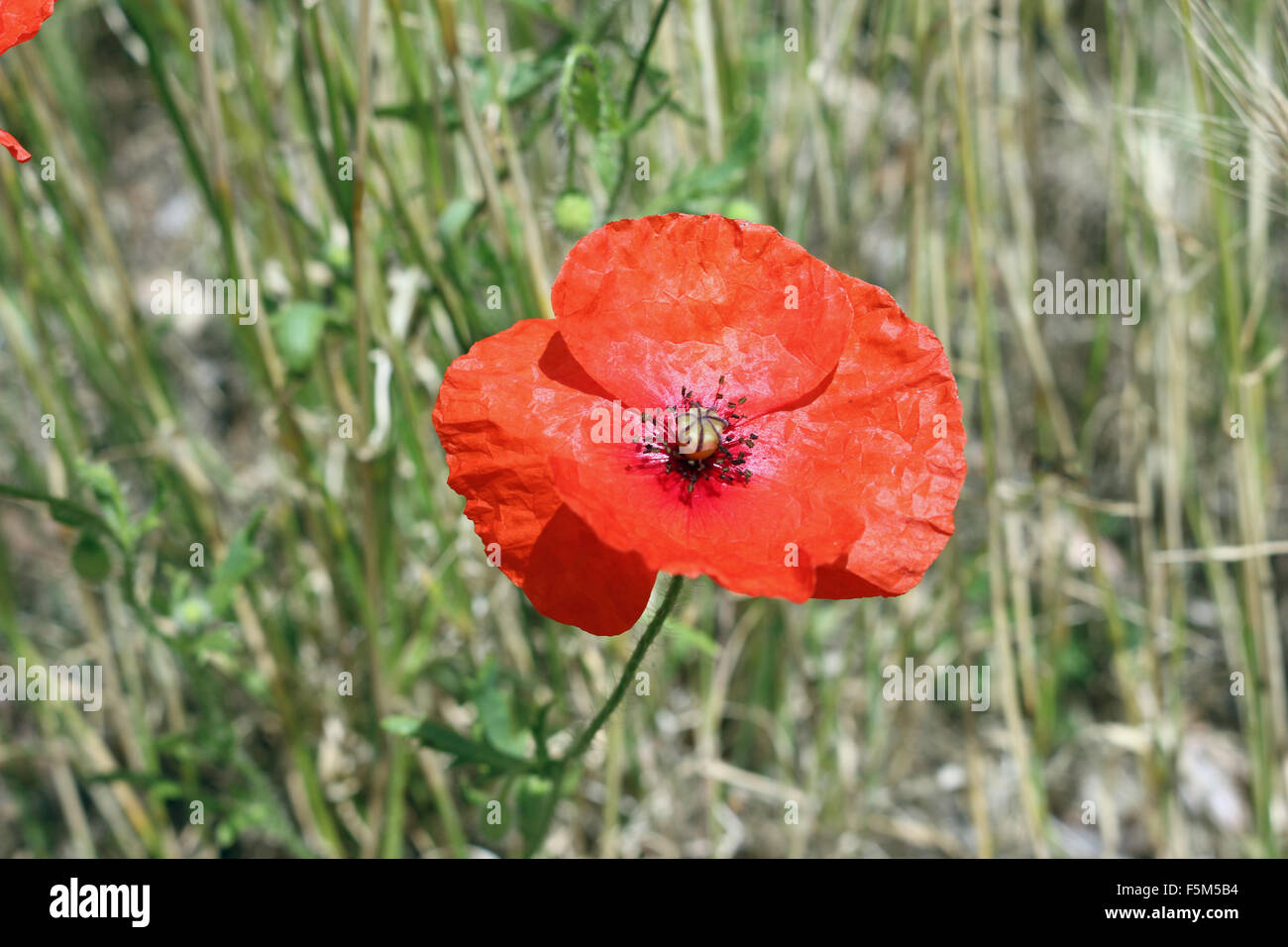 Pavot Rouge commun unique, Papaver rhoeas, avec arrière-plan flou de feuilles et de terre qui pourraient être utilisées dans le cadre d'une cérémonie du Jour du souvenir. Banque D'Images