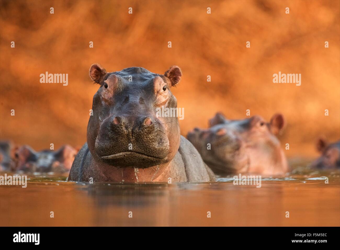 Portrait de l'Hippopotame (Hippopotamus amphibius), close -up, Mana Pools National Park, Zimbabwe Banque D'Images