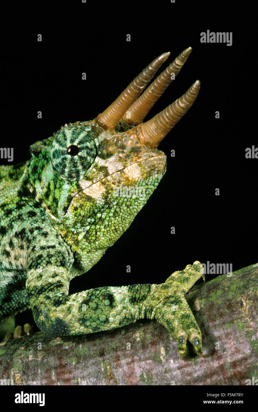 Jackson's Chameleon, chamaeleo jacksoni, Portrait d'homme sur fond noir Banque D'Images