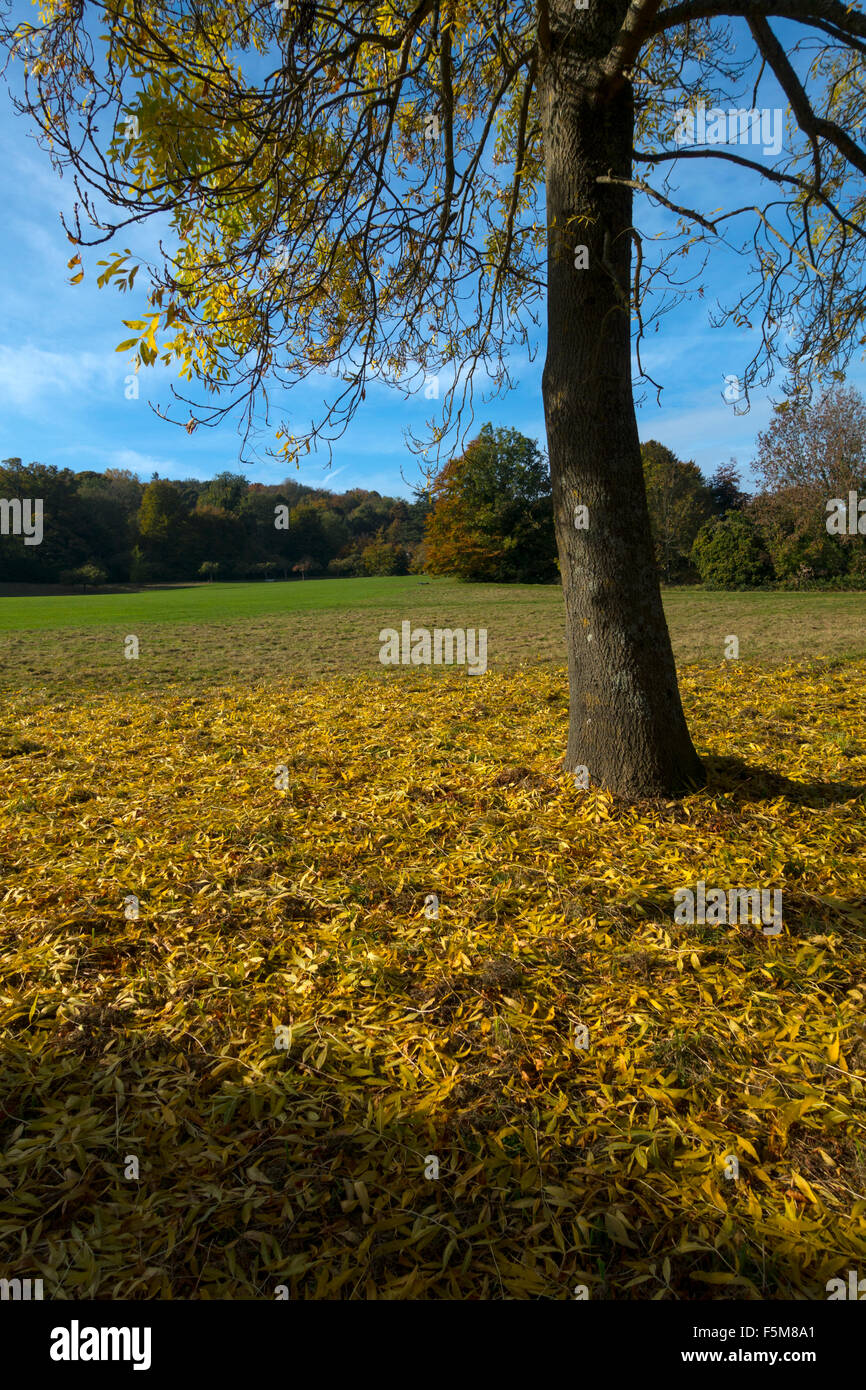 Un tapis de feuilles d'automne à Stanmer Park, Brighton, Angleterre Banque D'Images