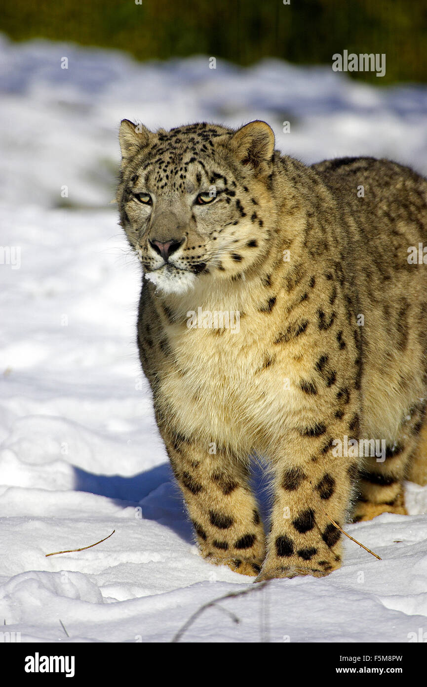 Snow Leopard ou d'Once, Uncia uncia, debout sur la neige Adultes Banque D'Images