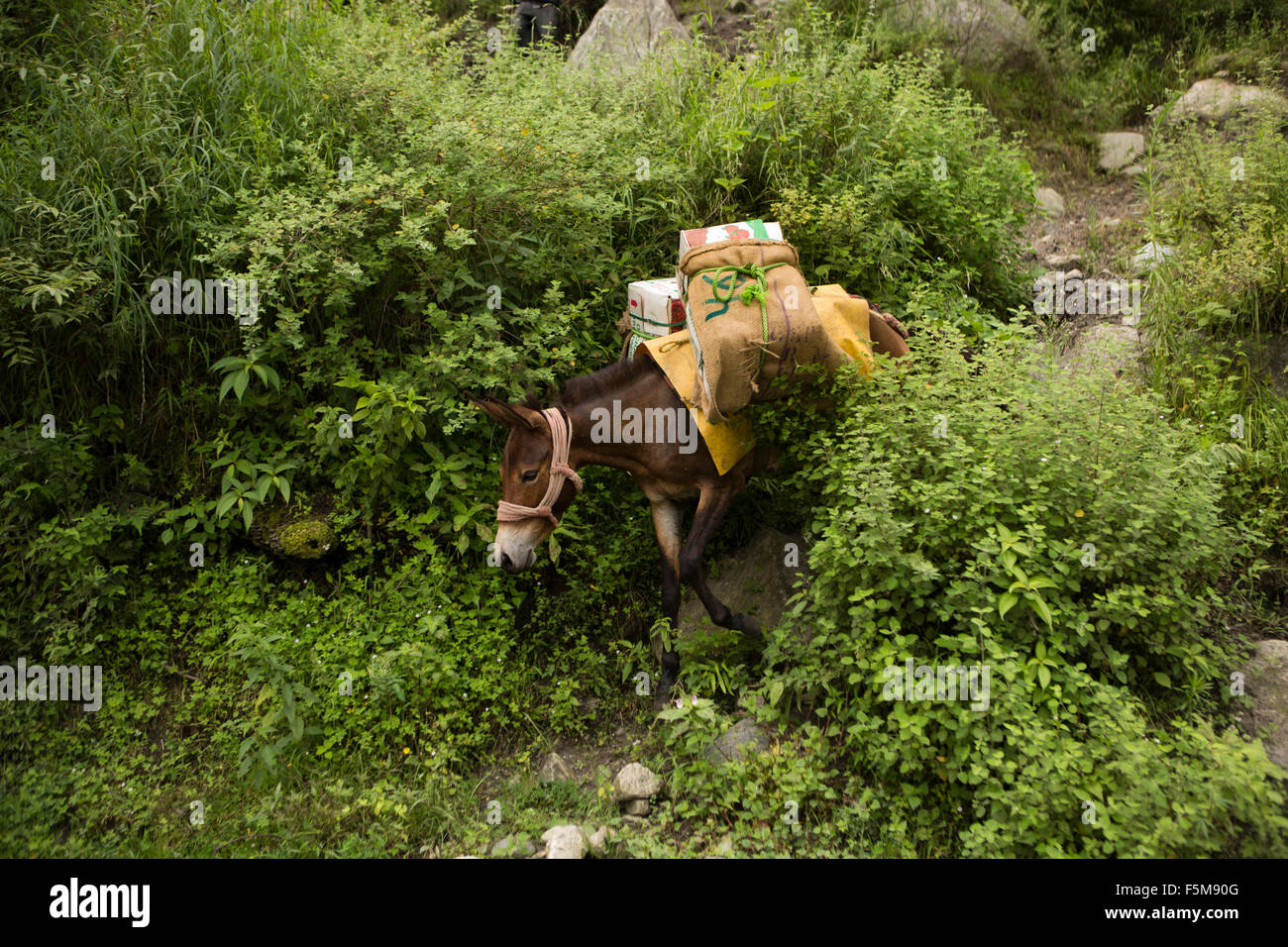 L'Inde, l'Himachal Pradesh, Shimla, pack horse apportant de Pommes du verger de la route Banque D'Images