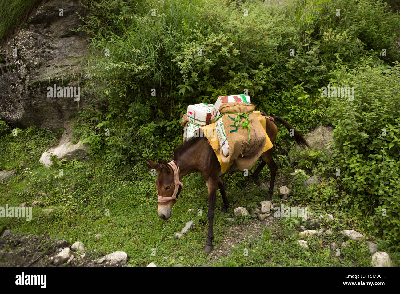 L'Inde, l'Himachal Pradesh, Shimla, pack horse apportant de Pommes du verger de la route Banque D'Images