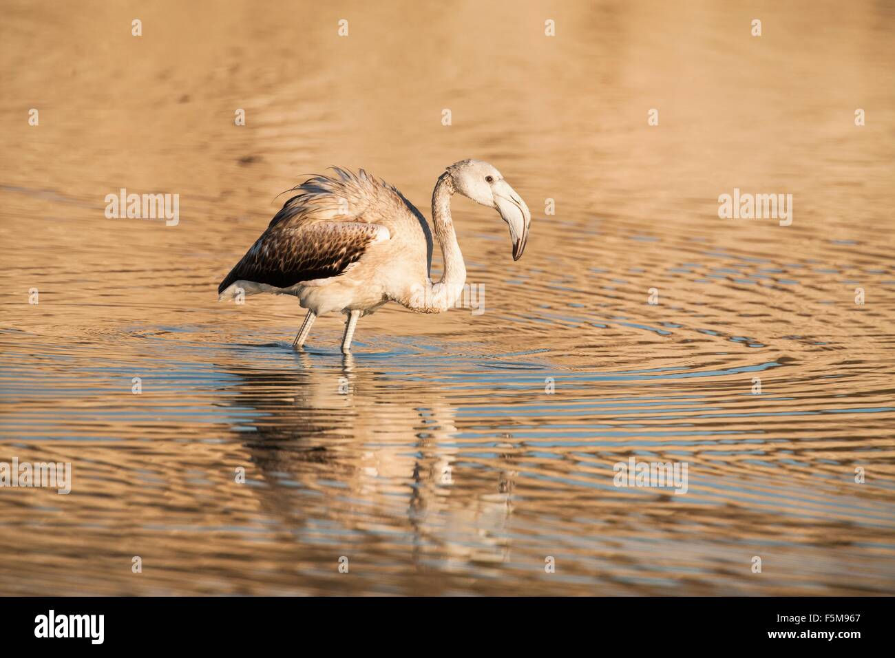 Vue latérale du flamant rose juvénile dans l'eau, San Pedro del Pinatar, région de Murcie, Espagne Banque D'Images