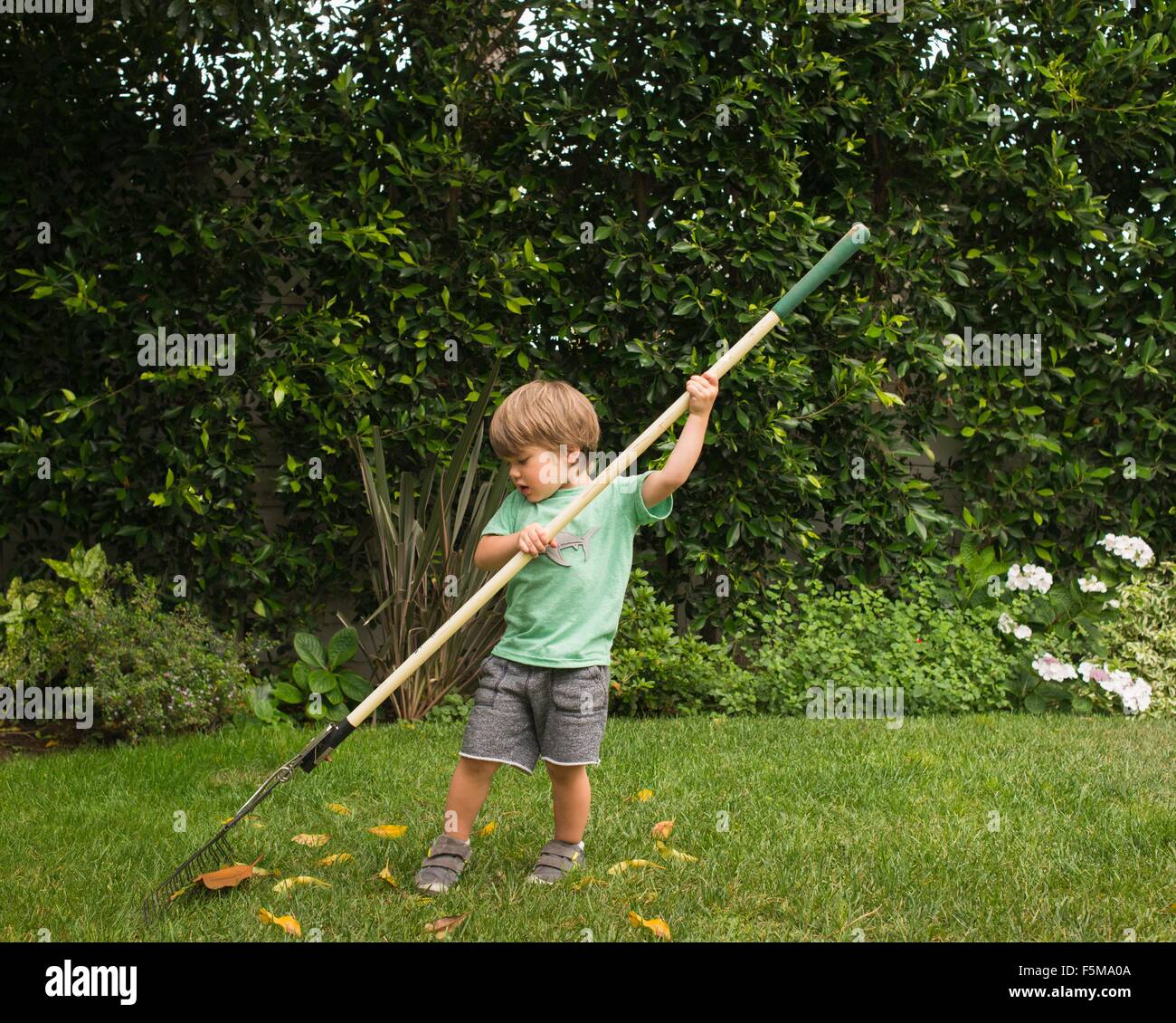 Jeune garçon ramasser des feuilles dans le jardin Banque D'Images