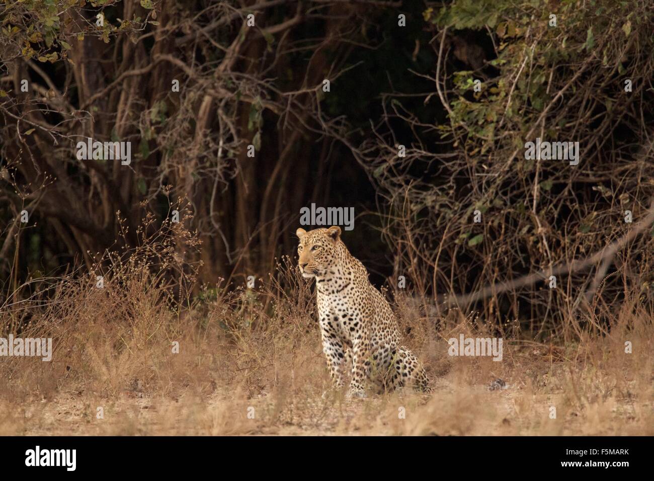 Portrait de Leopard (Panthera pardus), Mana Pools National Park, Zimbabwe Banque D'Images
