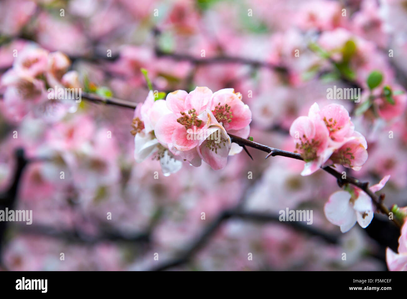 Fleur de cerisier qui fleurit pendant la saison de sakura dans jardin national de Shinjuku Gyoen à Tokyo, Japon Banque D'Images