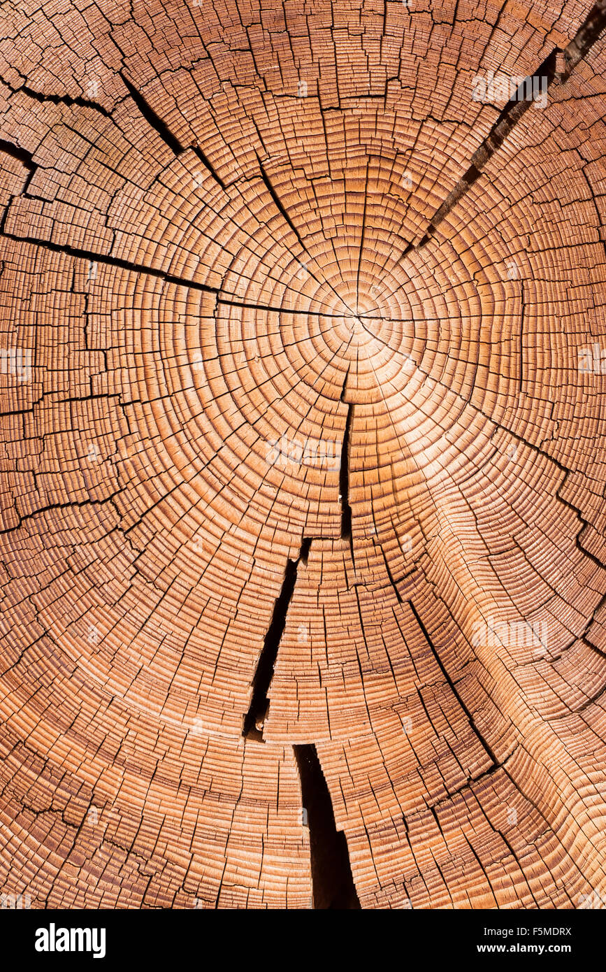 Section transversale du tronc de l'arbre avec anneaux annuels, in Virgental, East Tyrol, Autriche Banque D'Images