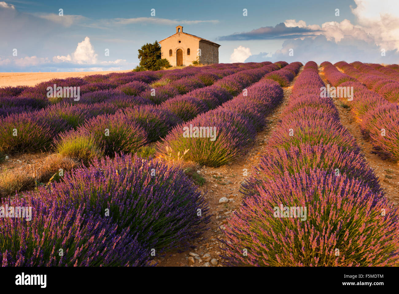 La lavande (Lavandula angustifolia), chapelle, Alpes de Haute Provence, Provence, Provence-Alpes-Côte d'Azur, France Banque D'Images