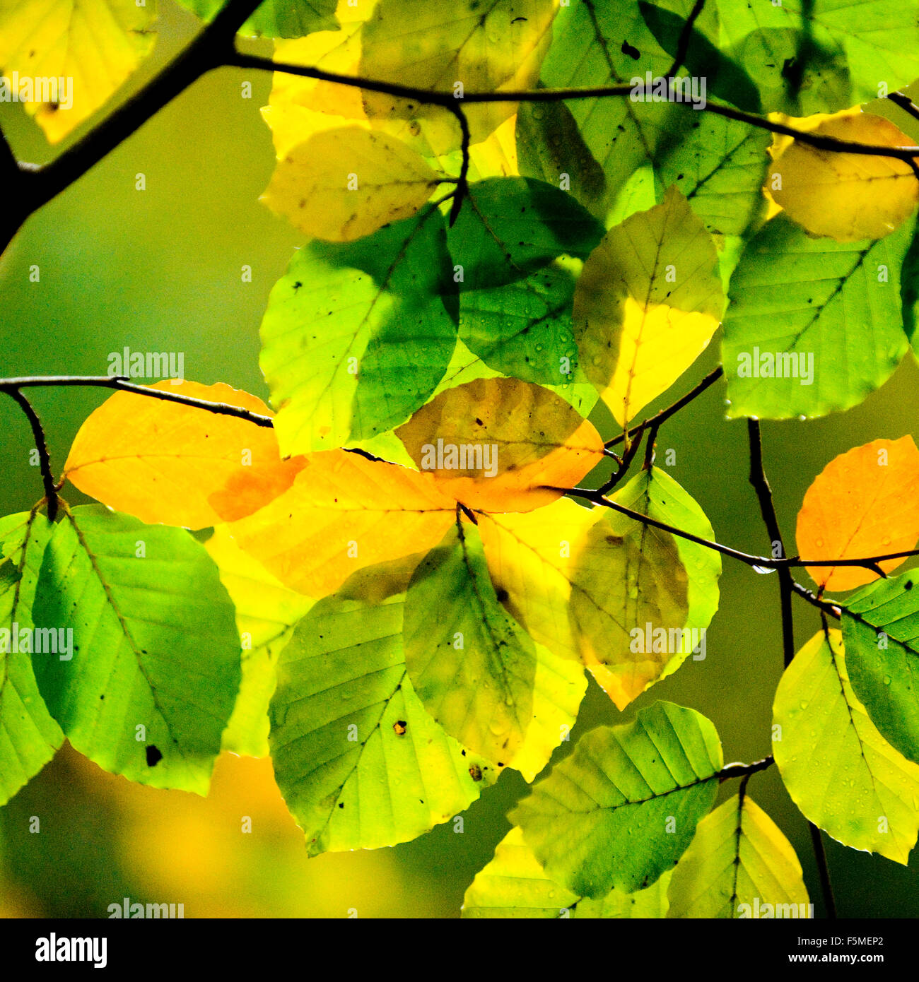 feuilles d’automne Banque D'Images