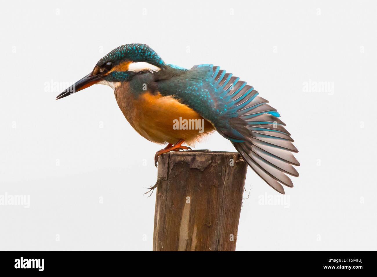 Kingfisher, sur l'aile, l'épandage, coloré Banque D'Images