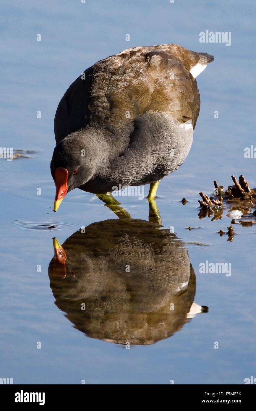 Gallinule poule-d'eau, d'oiseaux picorant sa propre réflexion. Banque D'Images