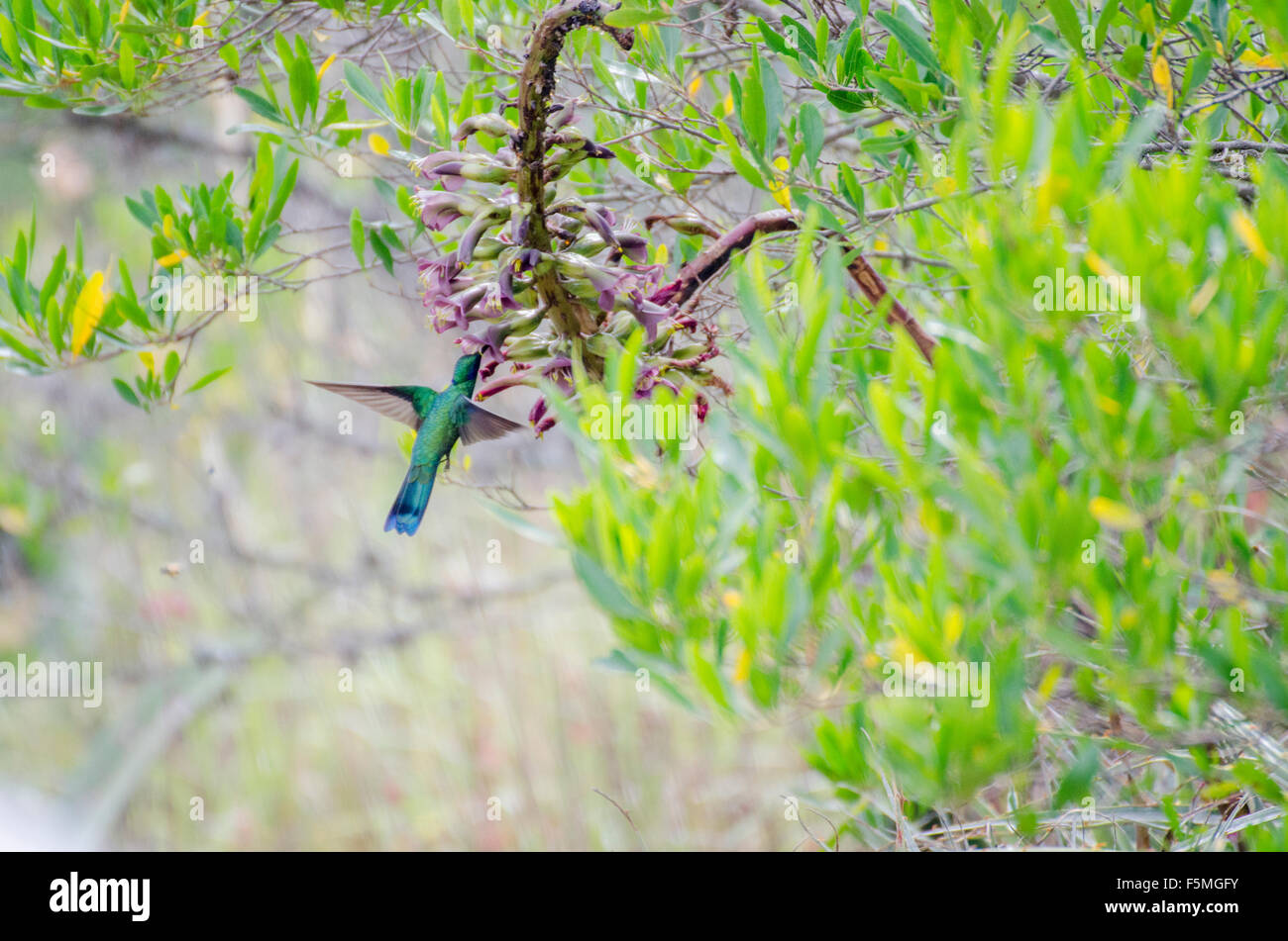 Un mousseux Violetear (Hummingbird Colibri coruscans) gorgées de nectar de fleur de cactus non identifié dans la région de Parque Jérusalem, Expedition : Titanic Banque D'Images