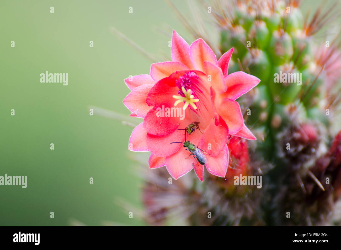 Un Cactus en fleur Banque D'Images