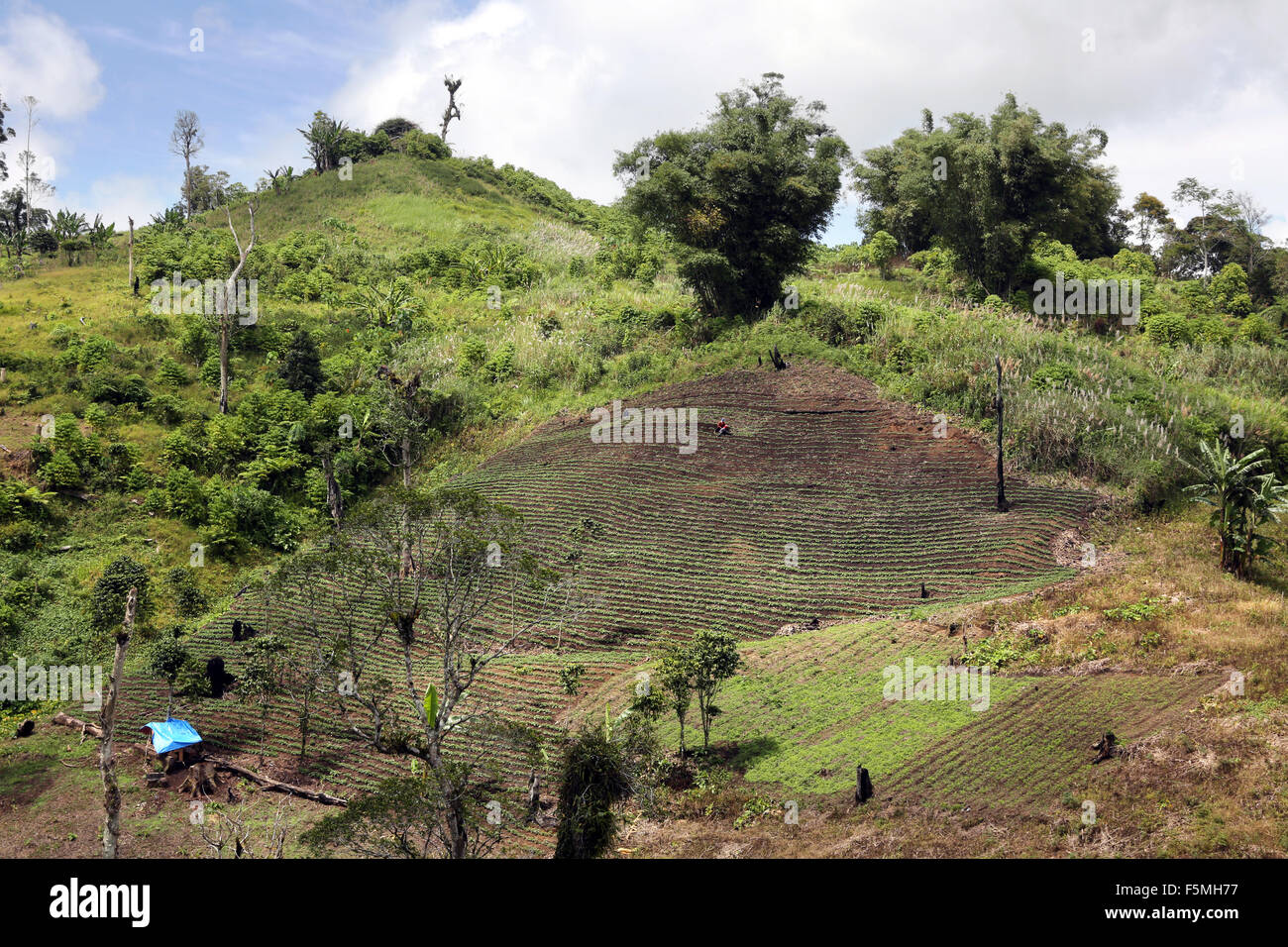 Champs de légumes sur l'île de Mindanao, aux Philippines. Banque D'Images