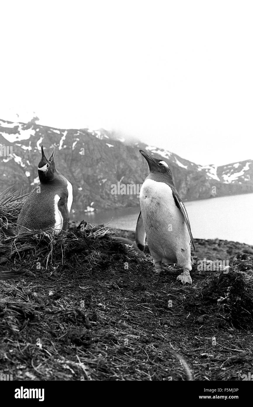 Le HMS Endurance navire hydrographique britannique de l'Antarctique, la Géorgie du Sud les manchots empereur falaise whaling bay 1973 Banque D'Images