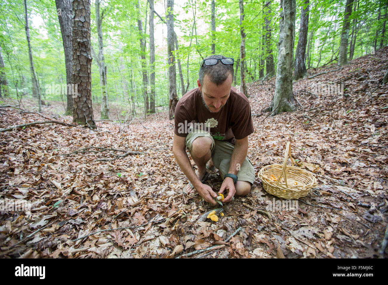 La chasse de chanterelles. Banque D'Images