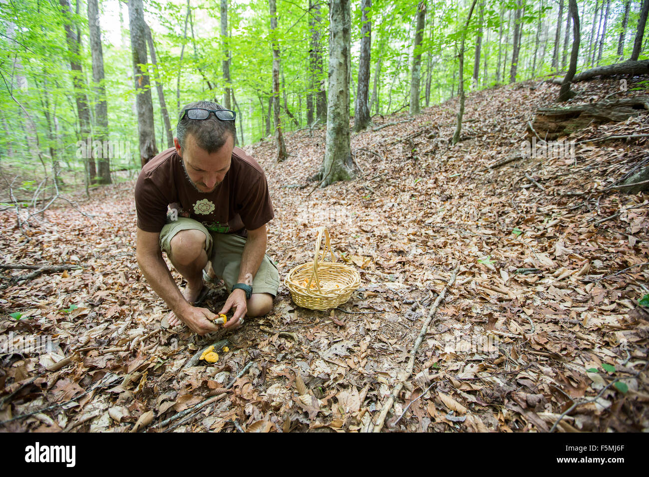 La chasse pour Golden chanterelles en l'État de Caroline du Sud. Banque D'Images