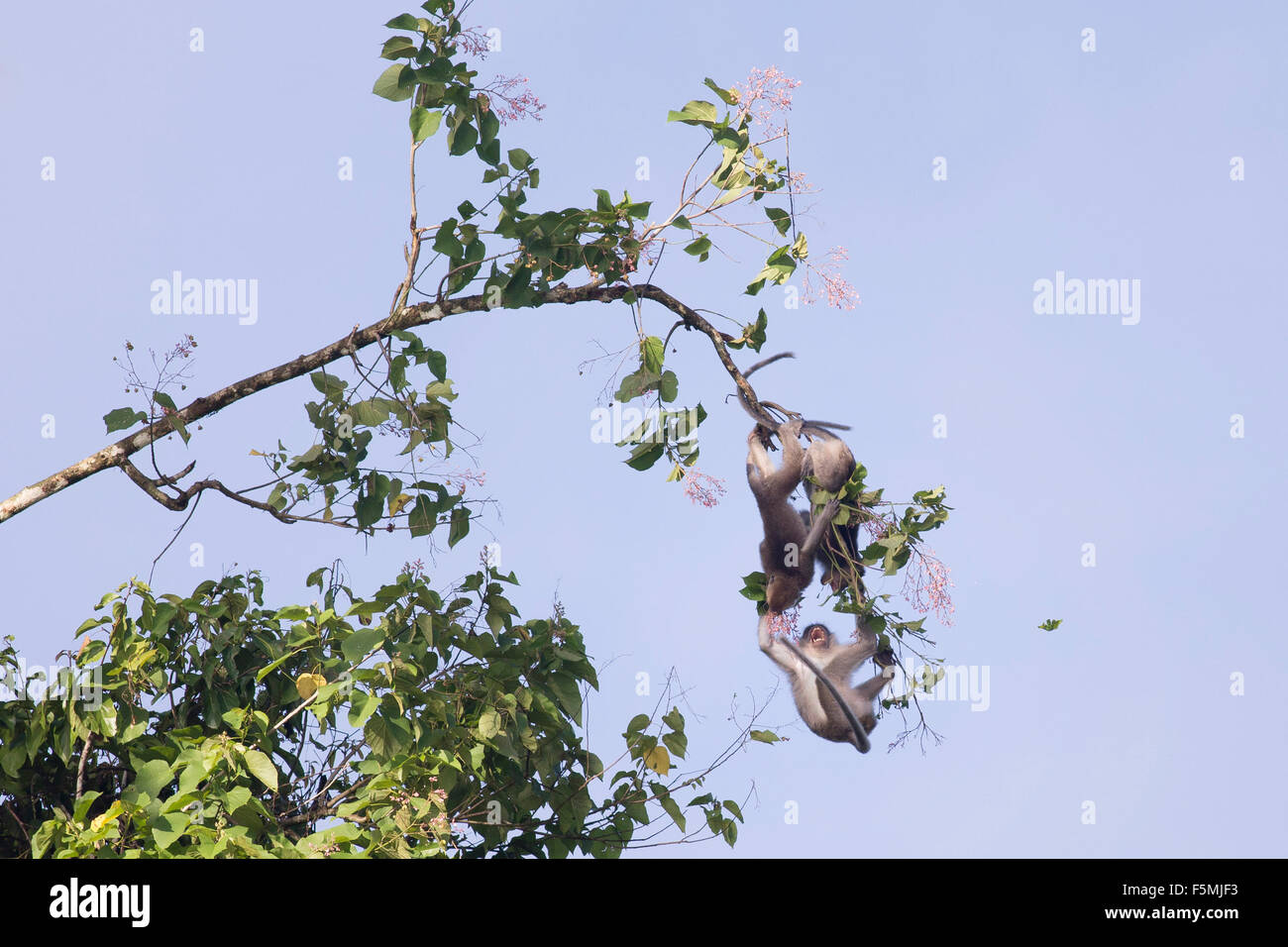 Les macaques sauvages de Bornéo en jouant dans la jungle autour de la rivière Kinabatangan Banque D'Images
