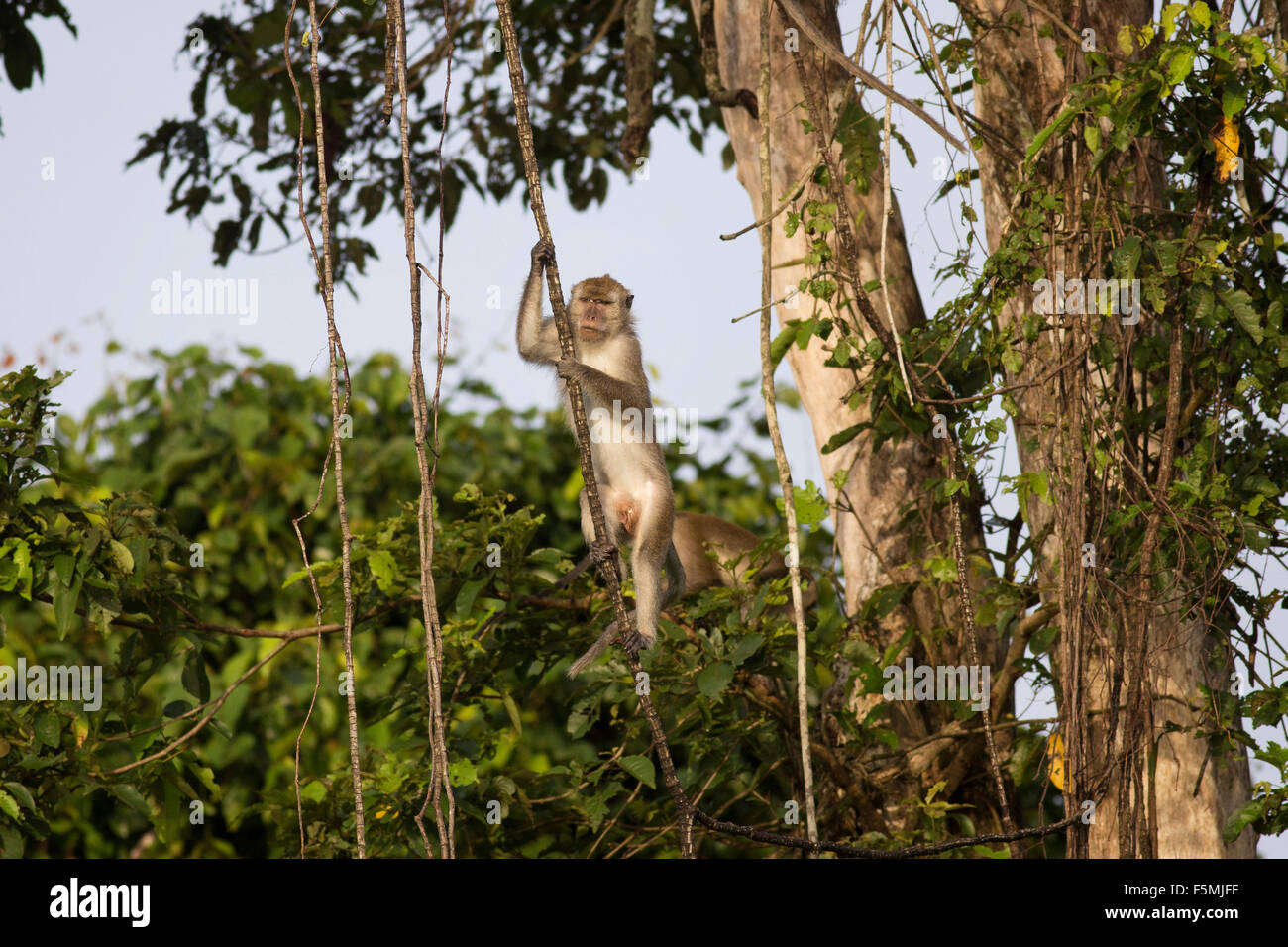 Macaque sauvage à Bornéo dans la jungle autour de la rivière Kinabatangan Banque D'Images