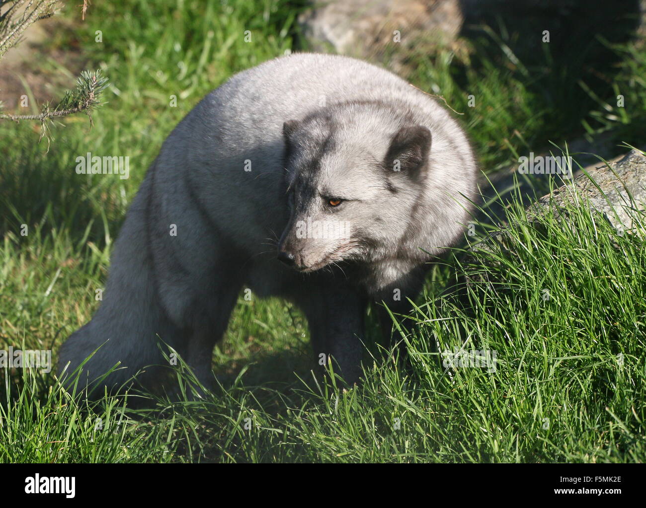 Ou de l'Arctique renard polaire (Alopex lagopus, Vulpes lagopus) durant l'été Banque D'Images