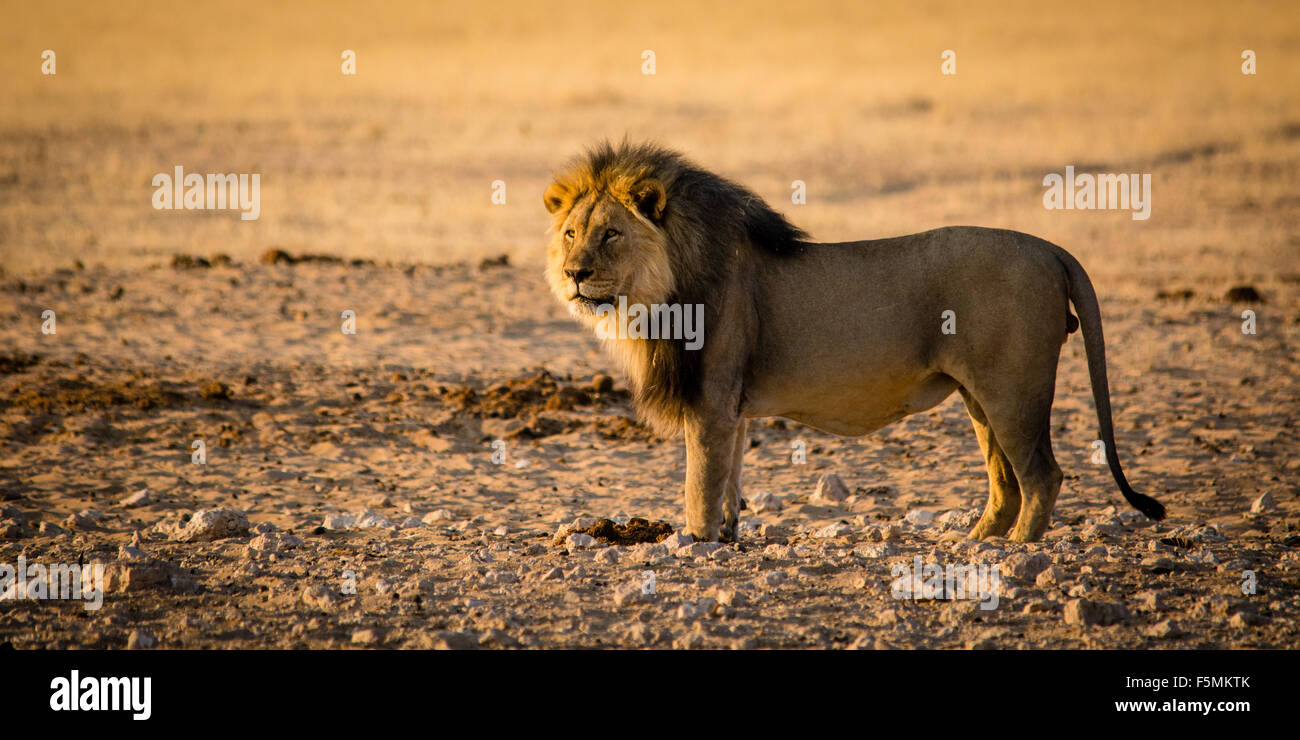 Un lion mâle est whatching quelques zèbres et va bientôt pour chasser. Banque D'Images