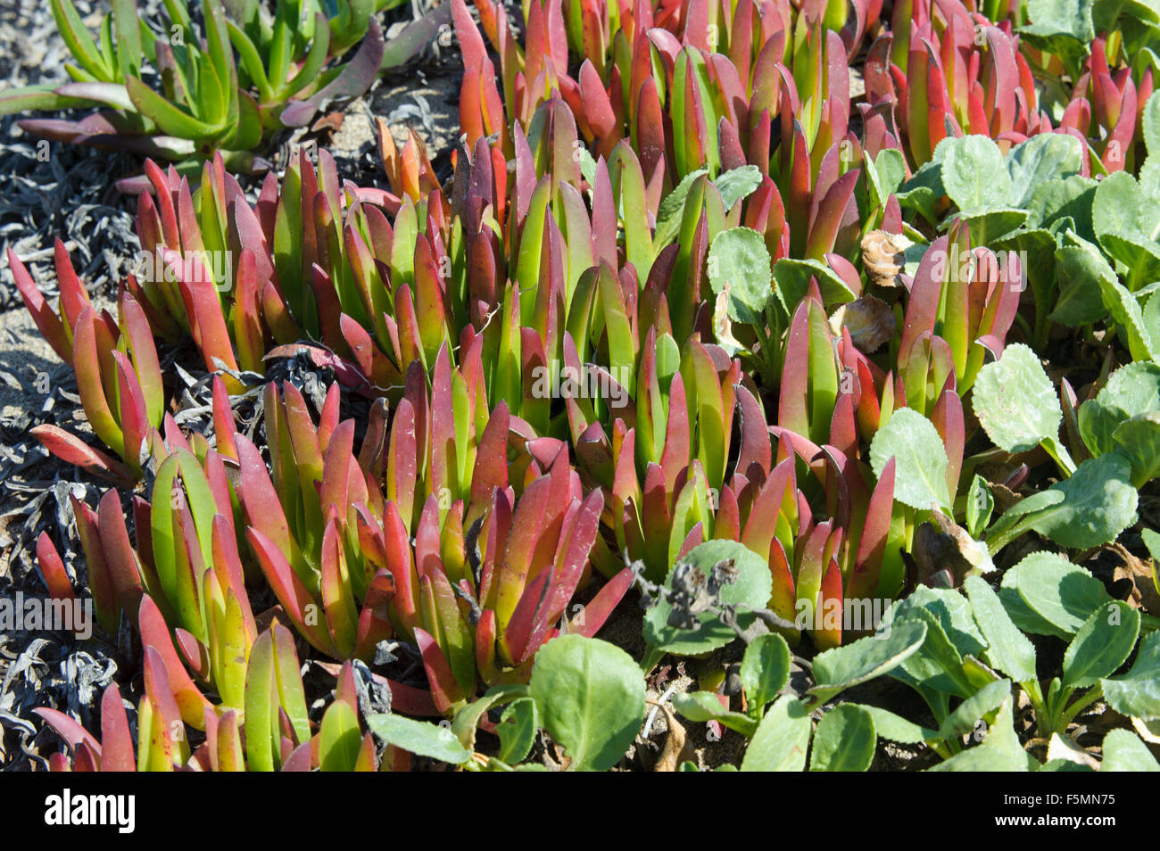 Iceplant (Carpobrotus chilensis) plantes grasses croissant sur du sable au-dessus de tideline, Point Reyes National Seashore, California, USA Banque D'Images