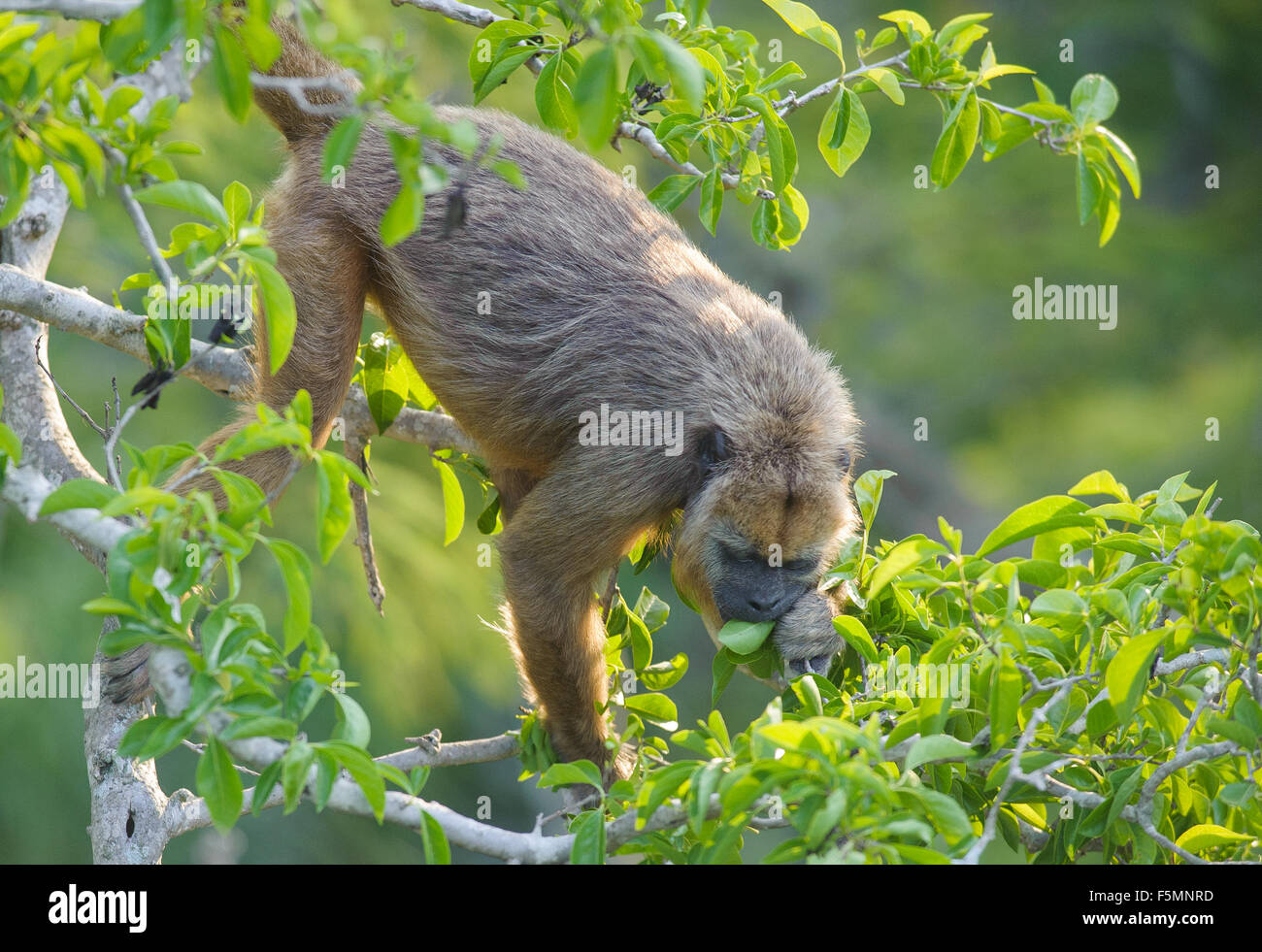 Singe hurleur noir (Alouatta caraya) femelle se nourrissant dans un arbre, le Pantanal, Mato Grosso, Brésil Banque D'Images