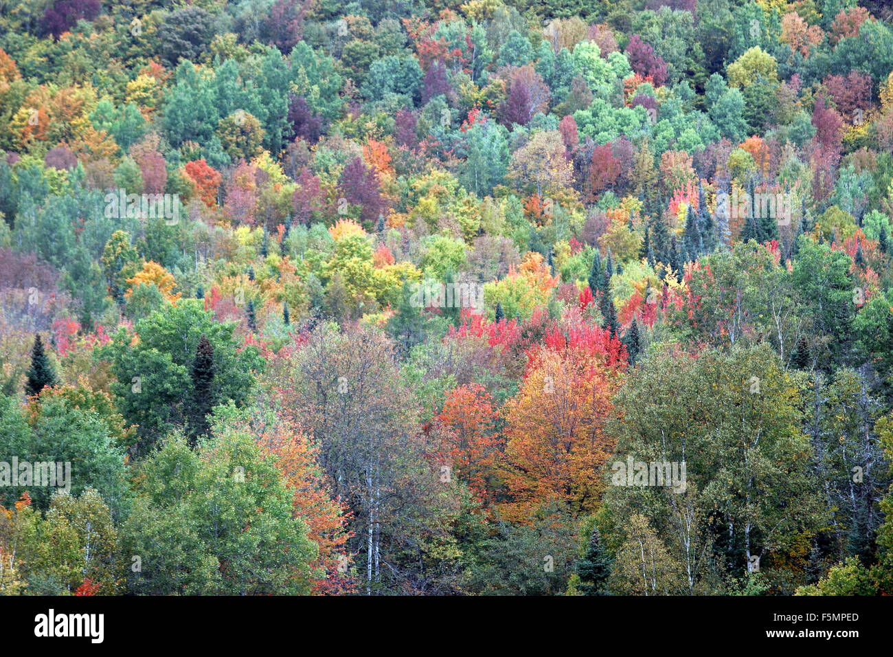 Feuillage d'automne de la rivière Androscoggin au New Hampshire Comté Coos New England USA Banque D'Images