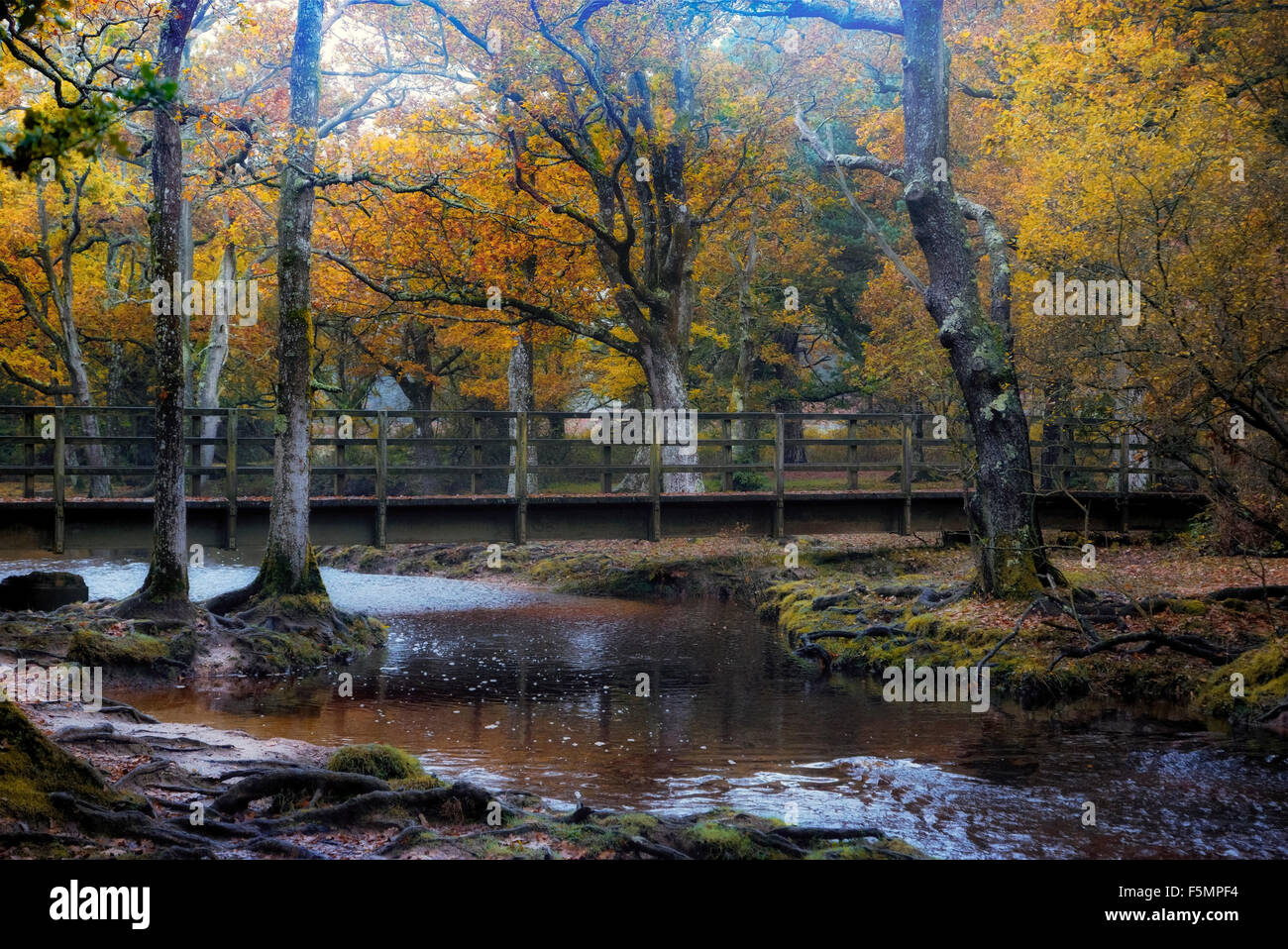 New Forest, Brockenhurst, Hampshire, England, UK Banque D'Images