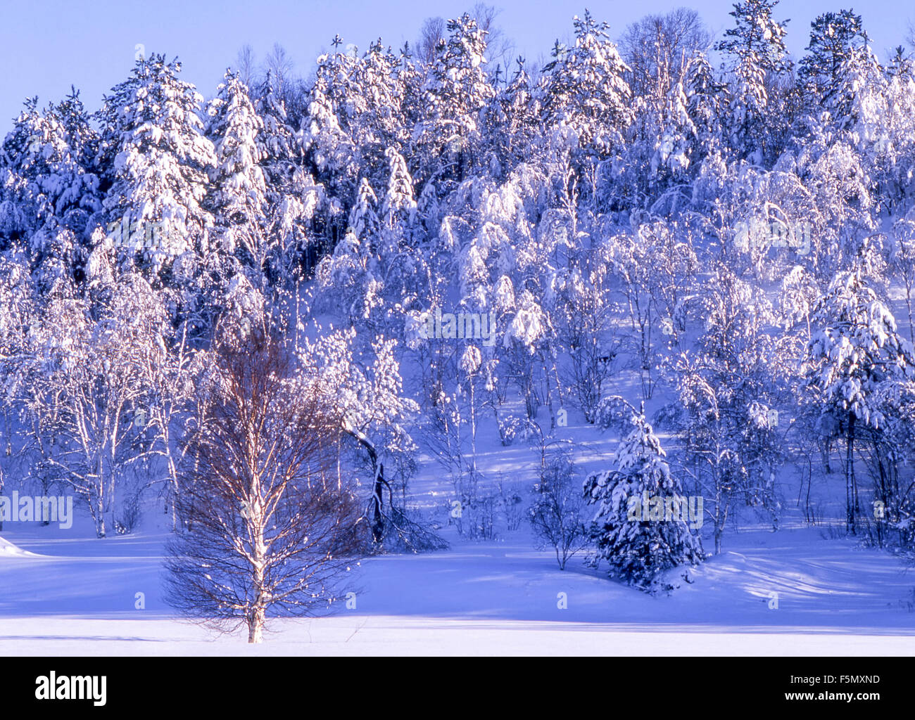 Les chutes de neige fraîche sur la colline d'arbres, Sudbury, Ontario, Canada. Banque D'Images