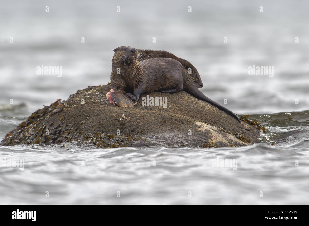 La loutre commune (Lontra canadensis) AKA Loutre du Canada - qui se nourrissent de poissons plats, de Qualicum Beach, en Colombie-Britannique, Canada Banque D'Images