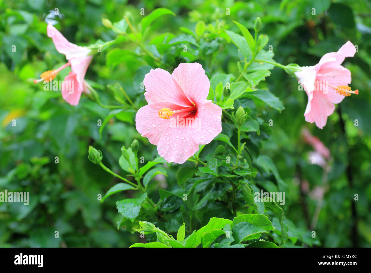 Fleur d'Hibiscus à Okinawa, Japon Banque D'Images