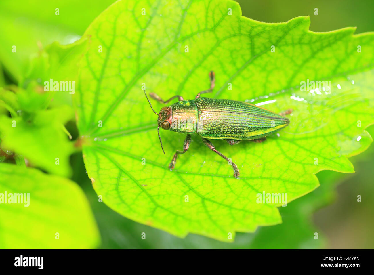 Jewel beetle Ryukyu (Chrysodema dalmanni) au Japon Banque D'Images