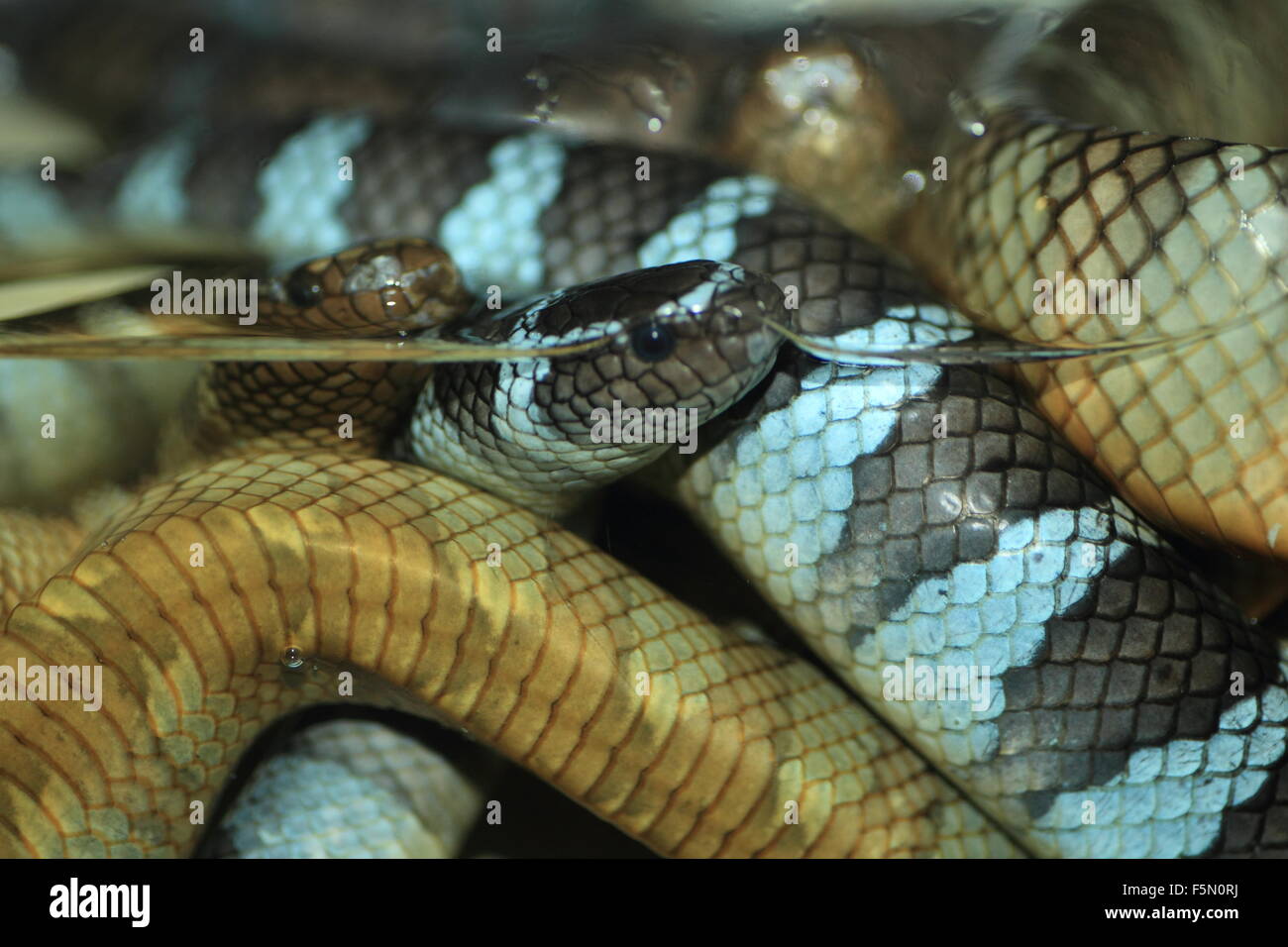 Erabu black-Banded krait (Laticauda semifasciata mer) close up Banque D'Images