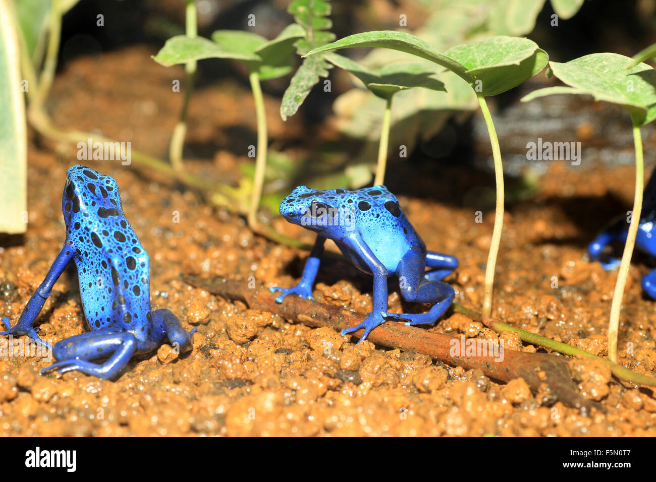 Blue Poison Dart Frog (Dendrobates azureus) en Republiek Suriname Banque D'Images