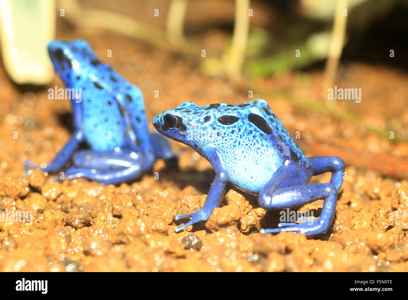 Blue Poison Dart Frog (Dendrobates azureus) en Republiek Suriname Banque D'Images