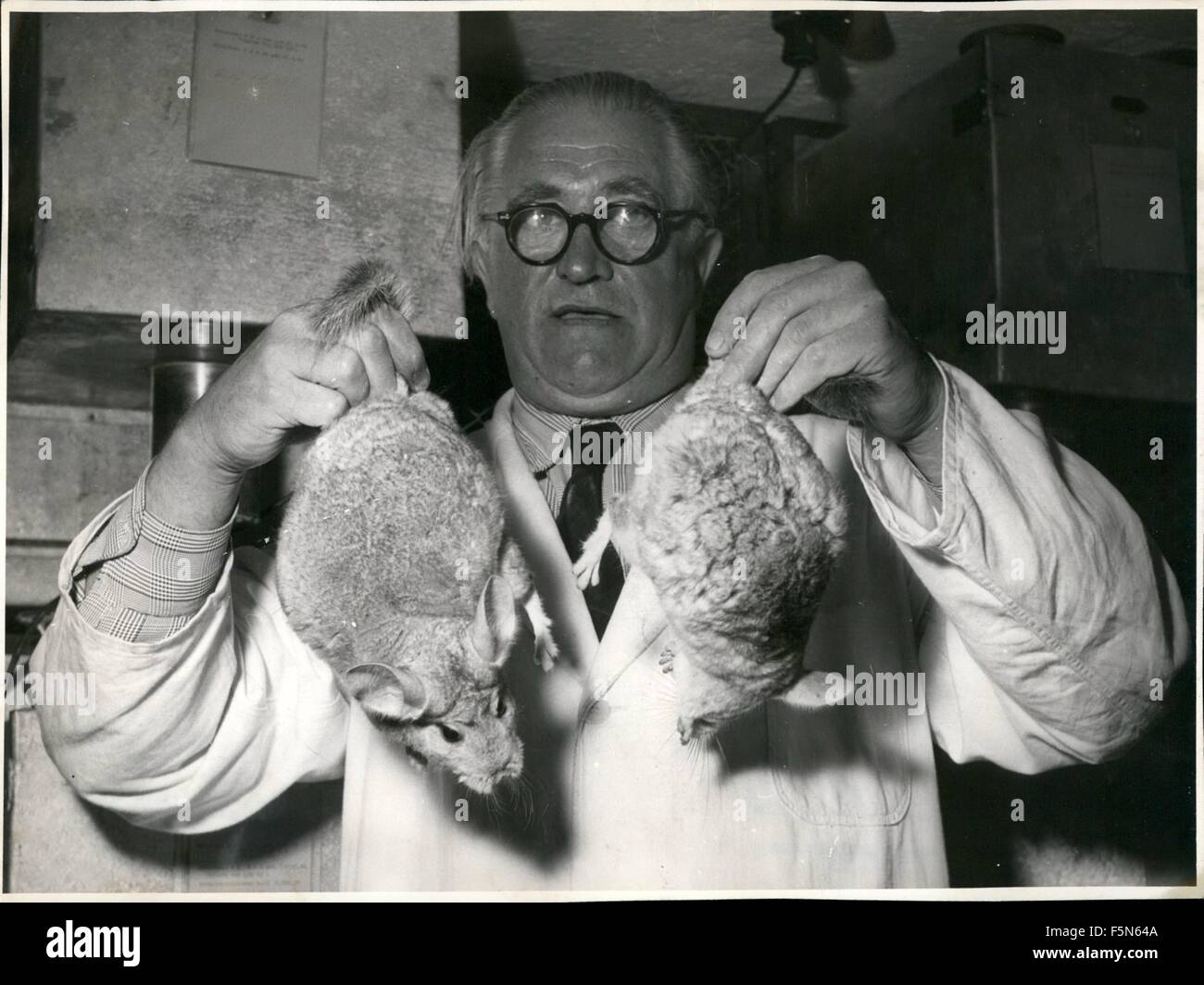 1968 - ferme Chinchilla à Munich. Il y a environ deux semaines source Josef Zettl a ouvert la première chinchilla-agricoles en Europe. 20 animaux sont venus par avion pour Munich afin de faire correspondre le pour l'Allemagne en vertu de l'expert soin de la source des animaux à fourrure. En fonction de leur origine le chinchilla est un rongeur. Ils ont le plus cher du monde de la fourrure. la valeur des animaux gardés pour la reproduction est 3,000.-- DM par couple. Si ce n'est pas présenter les jeunes dans l'année alors qu'ils peuvent être échangés. la fourrure est vendu pour 300.-- DM. ils ont besoin de 200 à 250 pour un furse-fourrure manteau. Comme Josef Zettl Banque D'Images