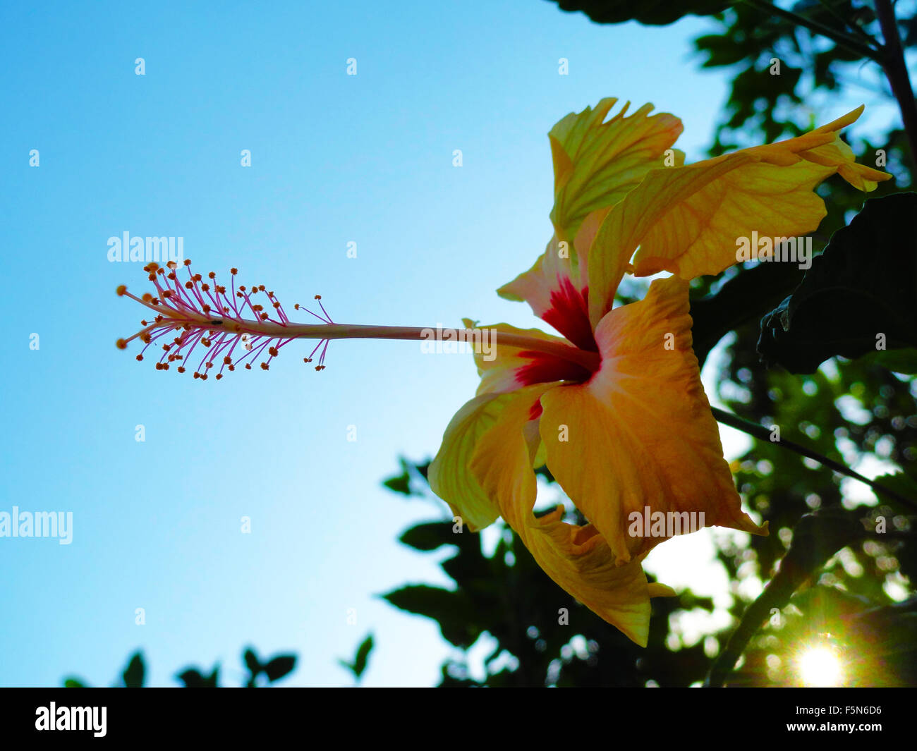 Hibiscus jaune fleur fraîche Banque D'Images