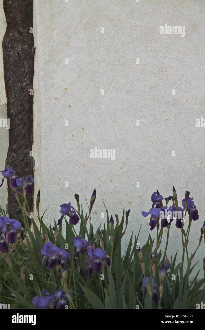 Iris contre mur en stuc Banque D'Images