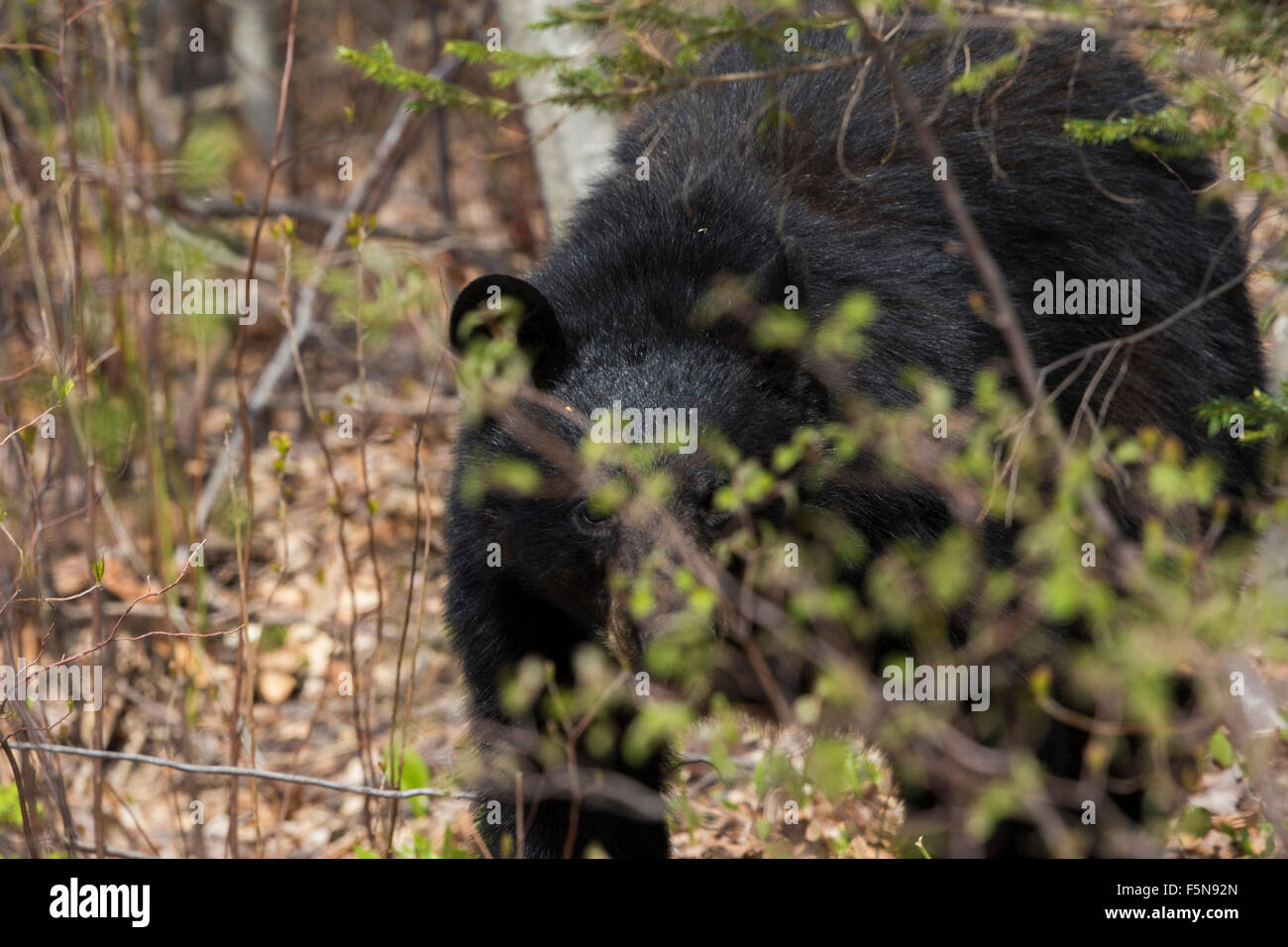 Les jeunes ours noir américain à bord du lac rond Banque D'Images