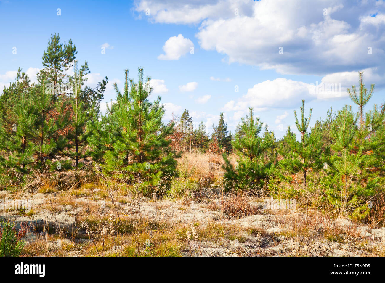 Paysage naturel sauvage, les lisières des forêts sous ciel nuageux lumineux en Carélie, Russie Banque D'Images