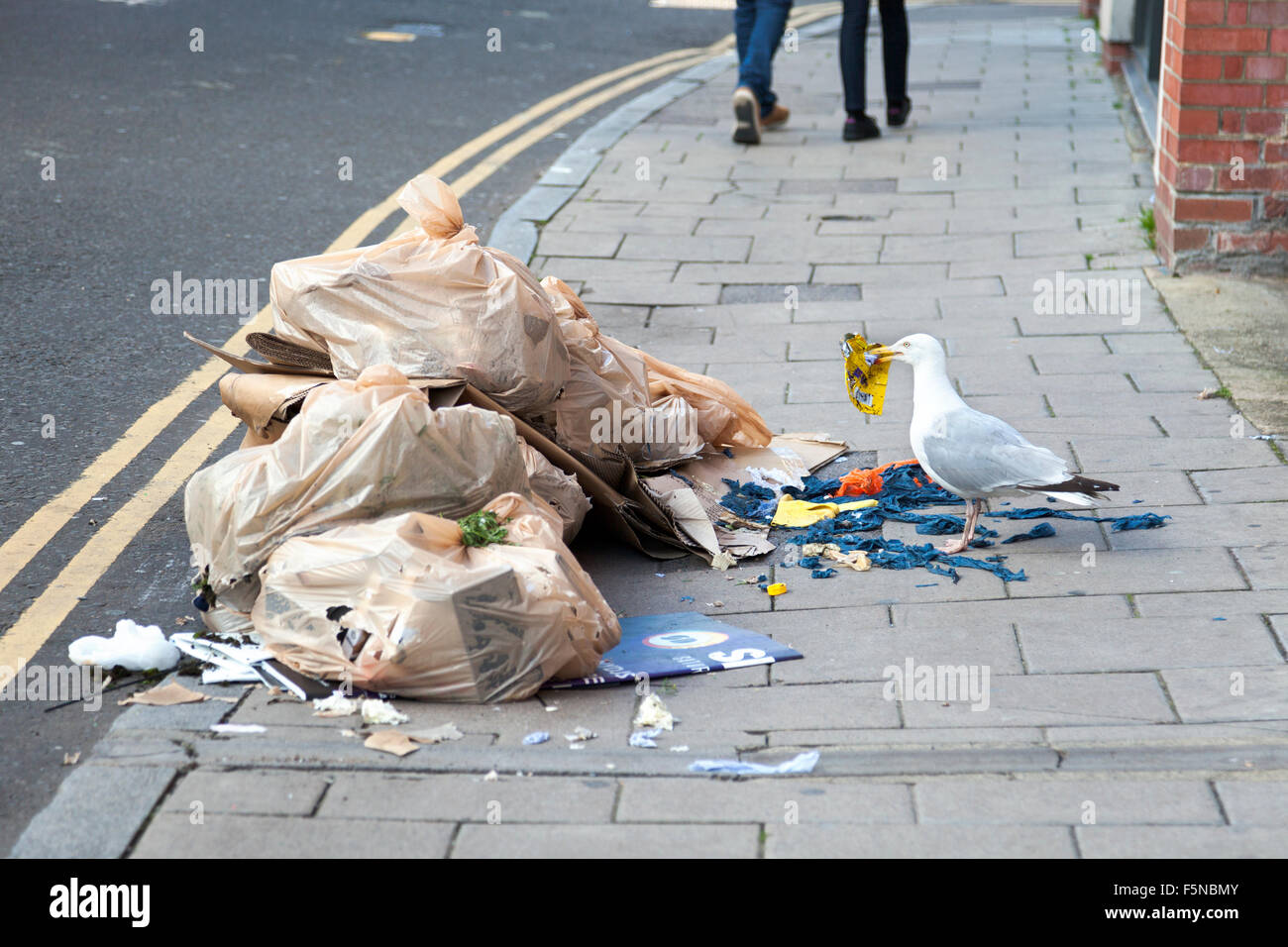 Seagull déchirer des sacs poubelle à la recherche de nourriture, Brighton,  UK Photo Stock - Alamy